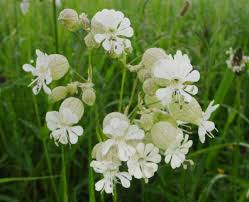 Image result for Silene vulgaris