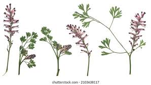 Attēlu rezultāti vaicājumam “Fumaria officinalis leaf”