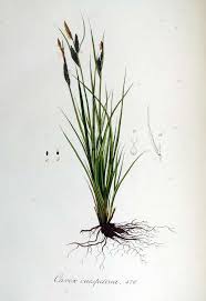 Attēlu rezultāti vaicājumam “Carex cespitosa”