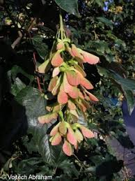 Attēlu rezultāti vaicājumam “Acer pseudoplatanus fruit”