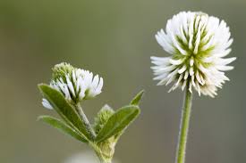 Attēlu rezultāti vaicājumam “Trifolium montanum flower”