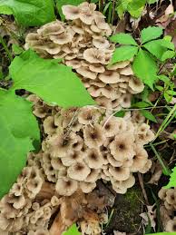 Attēlu rezultāti vaicājumam “Polyporus umbellatus”