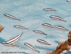 Image result for Haemulon aurolineatum