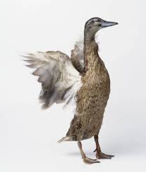 Attēlu rezultāti vaicājumam “Anas platyrhynchos female”