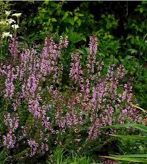 Image result for Salvia pratensis `Rose Rhapsody
