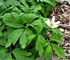 Image result for Buschwindröschen