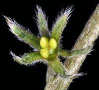 Attēlu rezultāti vaicājumam “Myosotis ramosissima flower”