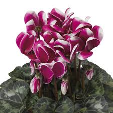 Image result for Cyclamen persicum