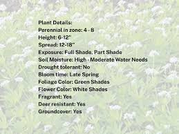 Attēlu rezultāti vaicājumam “Galium odoratum bud”