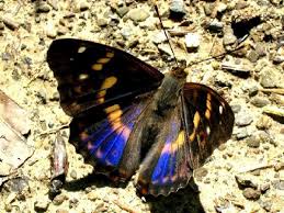 Attēlu rezultāti vaicājumam “Apatura ilia male”