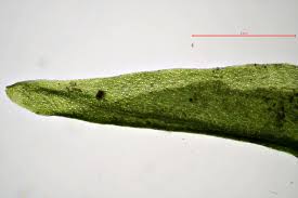 Attēlu rezultāti vaicājumam “Dichodontium pellucidum”