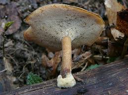 Attēlu rezultāti vaicājumam “Polyporus brumalis”