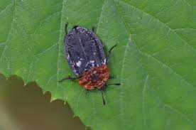 Attēlu rezultāti vaicājumam “Oiceoptoma thoracicum”