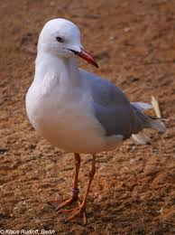 Image result for Chroicocephalus genei