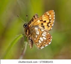 Attēlu rezultāti vaicājumam “Hamearis lucina underside”