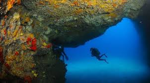 Image result for Canary Divers