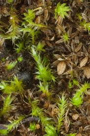 Attēlu rezultāti vaicājumam “Aulacomnium androgynum”