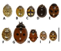Attēlu rezultāti vaicājumam “Coccinellidae”