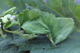 Attēlu rezultāti vaicājumam “Eulithis pyropata”