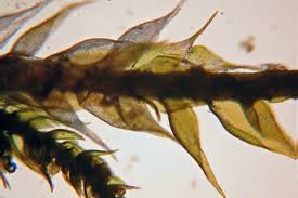 Attēlu rezultāti vaicājumam “Platygyrium repens”