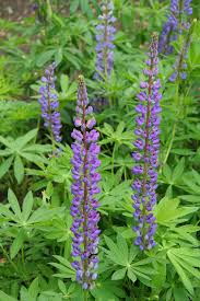 Image result for Lupinus polyphyllus Lindl.