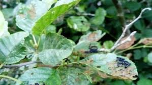 Attēlu rezultāti vaicājumam “Agelastica alni larva”