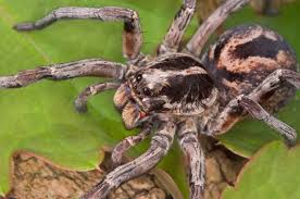 Attēlu rezultāti vaicājumam “Lycosidae”