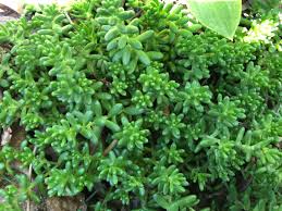 Attēlu rezultāti vaicājumam “Sedum album”