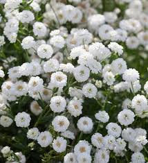 Attēlu rezultāti vaicājumam “Achillea salicifolia flower”