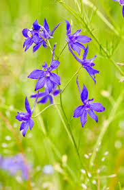 Image result for Consolida regalis