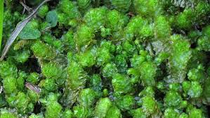 Attēlu rezultāti vaicājumam “Barbilophozia lycopodioides”