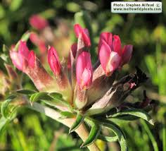 Image result for Anthyllis vulneraria rubra