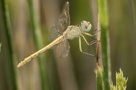 Attēlu rezultāti vaicājumam “Sympetrum”