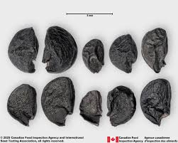 Attēlu rezultāti vaicājumam “Allium cepa”