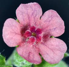 Attēlu rezultāti vaicājumam “Cynoglossum officinale flower”
