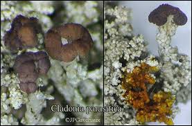 Attēlu rezultāti vaicājumam “Cladonia parasitica”