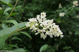 Attēlu rezultāti vaicājumam “Ligustrum vulgare”