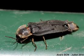 Attēlu rezultāti vaicājumam “Lampyris noctiluca”