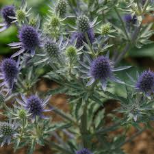 Attēlu rezultāti vaicājumam “Eryngium planum fruit”