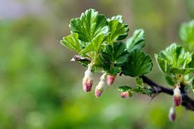 Attēlu rezultāti vaicājumam “Ribes uva-crispa flower”