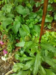 Attēlu rezultāti vaicājumam “Campanula trachelium bud”