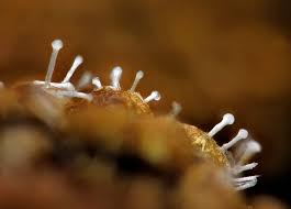 Attēlu rezultāti vaicājumam “Oligonema persimile spores”