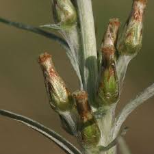 Attēlu rezultāti vaicājumam “Gnaphalium sylvaticum bud”