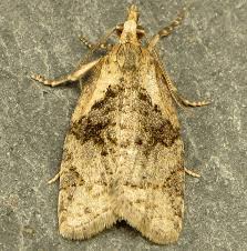 Attēlu rezultāti vaicājumam “Capua vulgana”