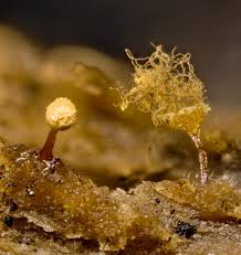 Attēlu rezultāti vaicājumam “Didymium crustaceum”