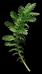 Attēlu rezultāti vaicājumam “Argentina anserina leaf”