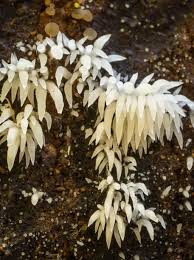 Attēlu rezultāti vaicājumam “Mucronella”