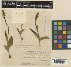 Attēlu rezultāti vaicājumam “Herminium monorchis flower”