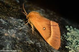 Attēlu rezultāti vaicājumam “Lasiocampa quercus imago”