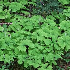 Attēlu rezultāti vaicājumam “Anthyllis maritima leaf”